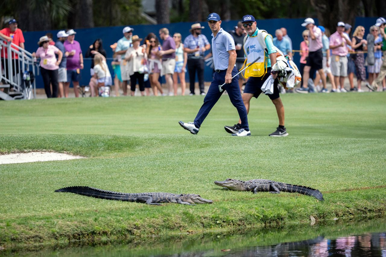 Gators and people co-mingle, particulary around Southeastern golf courses like these little ones at the April RBC Heritage tournament on Hilton Head Island, South Carolina. Experts say just leave them alone, and they'll leave you alone.