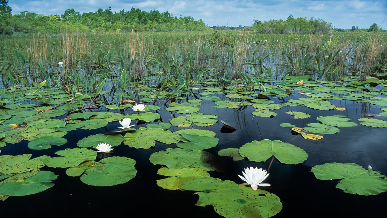 Fragrant water lilies are common in Okefenokee Swamp National Wildlife Refuge in southeast Georgia. Always be alert in areas where vegetation might obscure alligators.