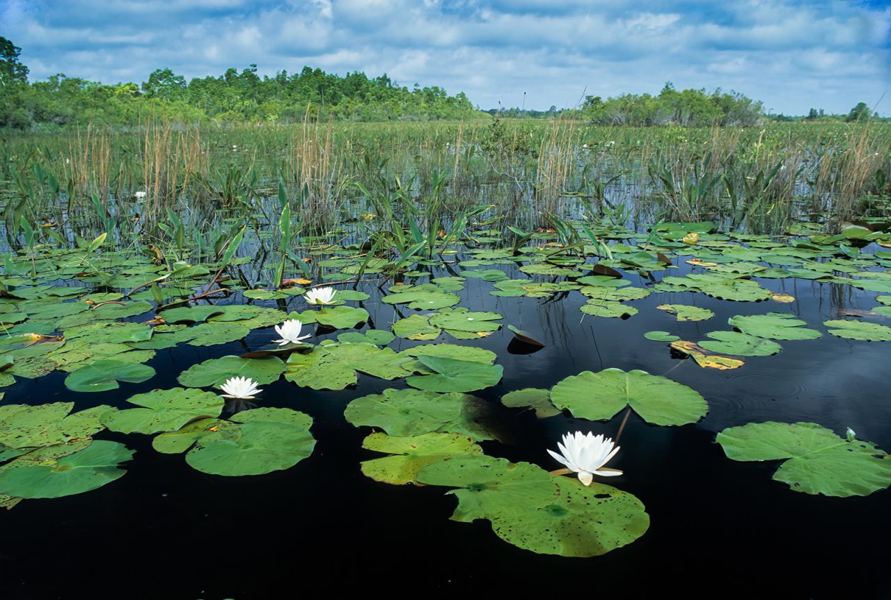 Fragrant water lilies are common in Okefenokee Swamp National Wildlife Refuge in southeast Georgia. Always be alert in areas where vegetation might obscure alligators.