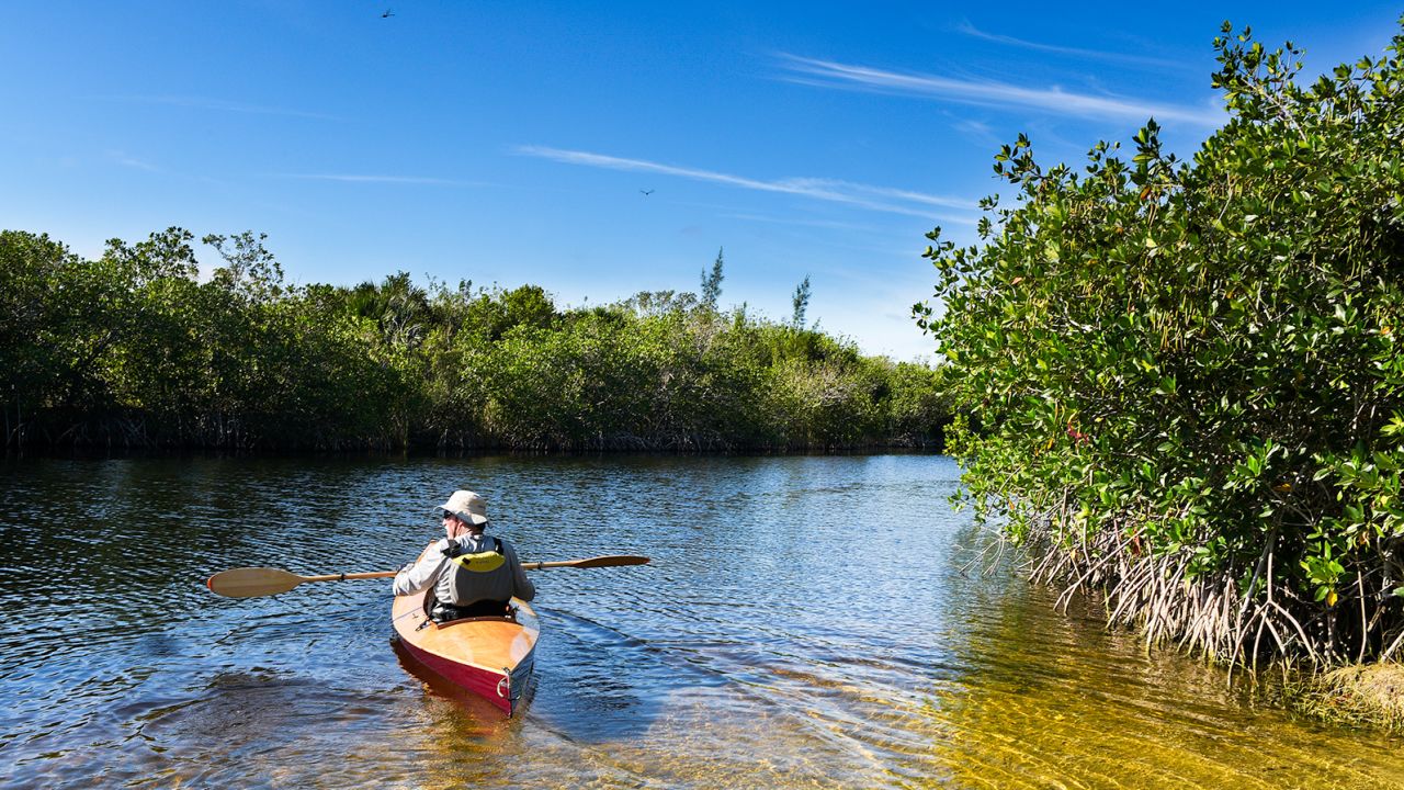 A man paddles in the Florida Everglades. If you spot a gator while on the water, respect its space.