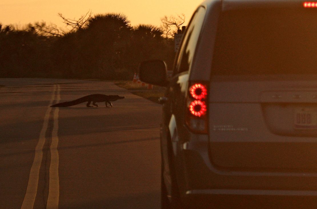 An alligator crosses a road on Merritt Island at sunset near the Kennedy Space Center in Florida. Watch out for alligators crossing roadways, especially at dusk during mating season.