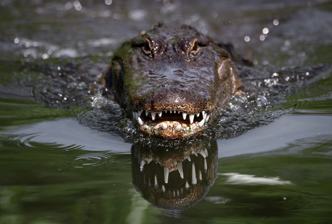 Would you know how to defend yourself if an alligator started coming for you in the water?