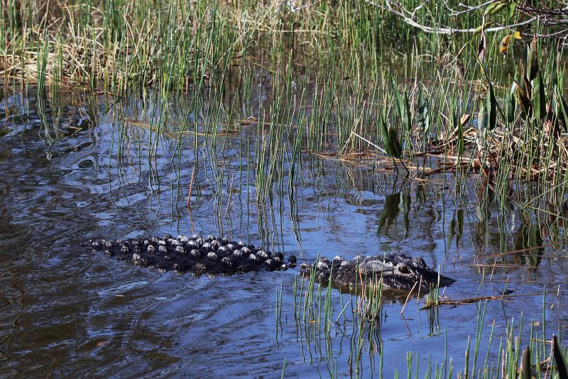 How to survive an alligator attack -- or better yet, avoid one | CNN