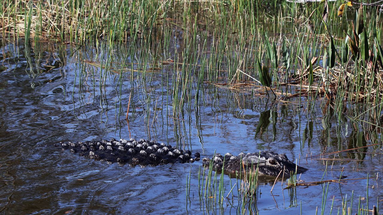 An alligator moves through the waters of the Wakodahatchee Wetlands in Delray Beach, Florida. If you're ever attacked, try to get out of the water and on land.