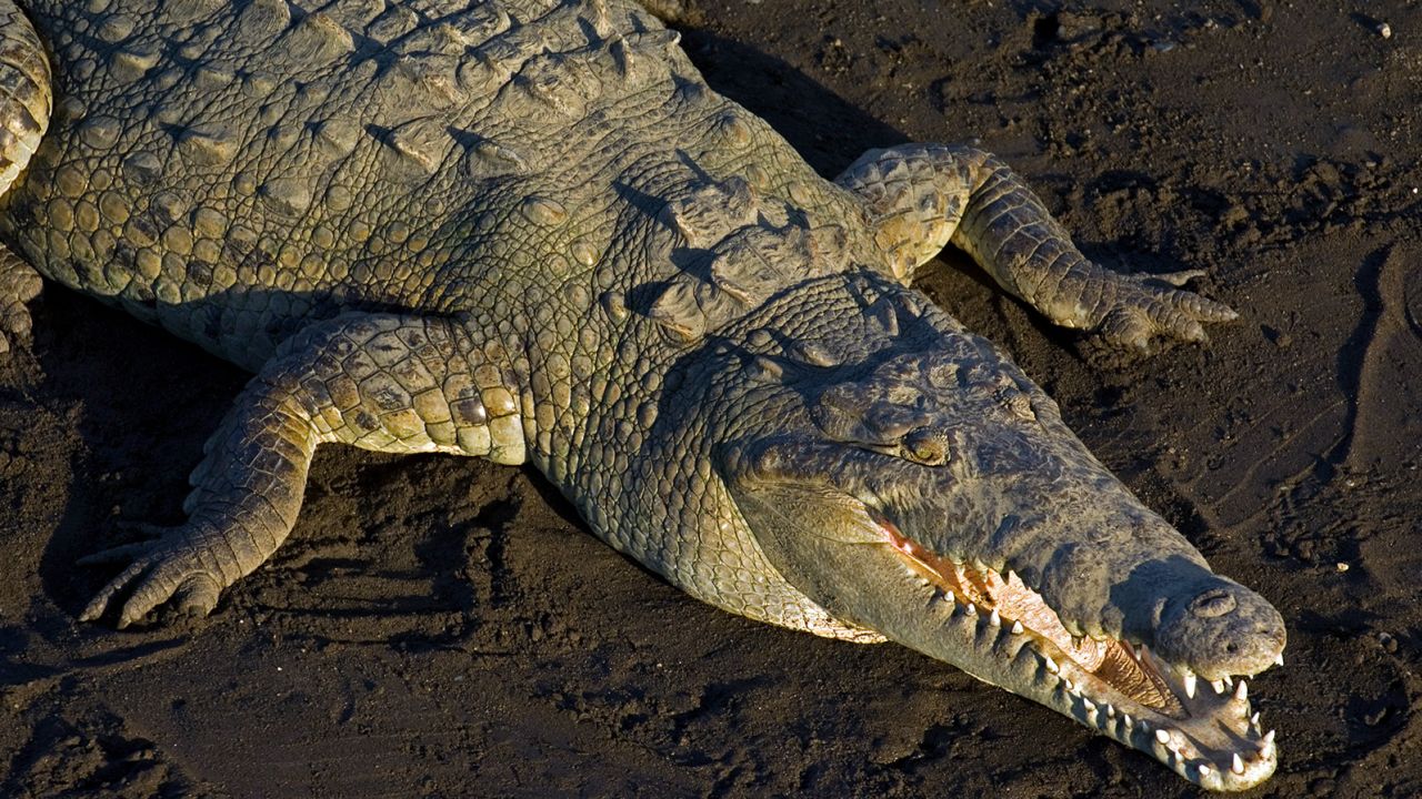 This is an American crocodile (Crocodylus acutus). Note the more slender V-shaped snout versus the broader, U-shaped snouts of gators.  They are found only in coastal areas of southern Florida. 