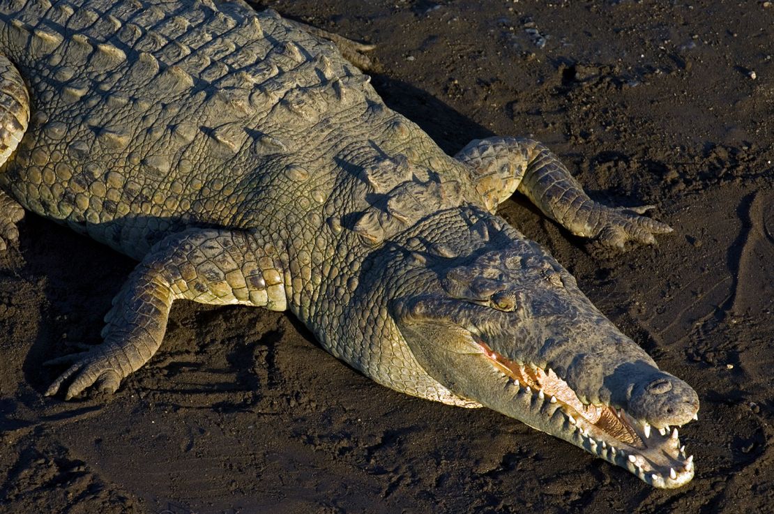 This is an American crocodile (Crocodylus acutus). Note the more slender V-shaped snout versus the broader, U-shaped snouts of gators.  They are found only in coastal areas of southern Florida. 