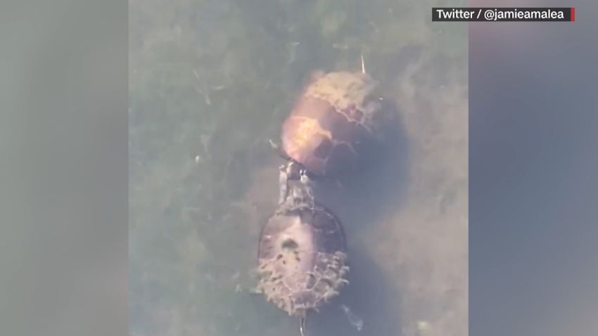 moos turtle
