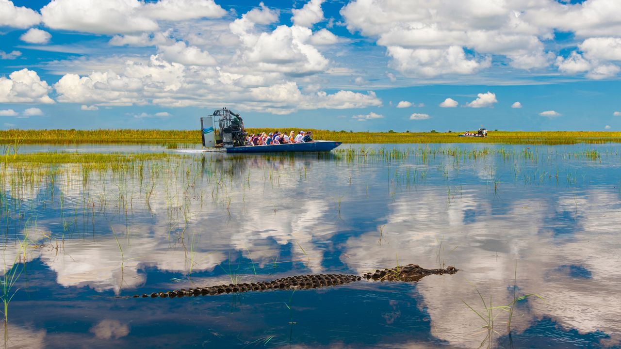 A happy co-existence: Blue skies are reflected in the still waters of the Everglades while tourists take airboat rides to visit alligators in the wild.