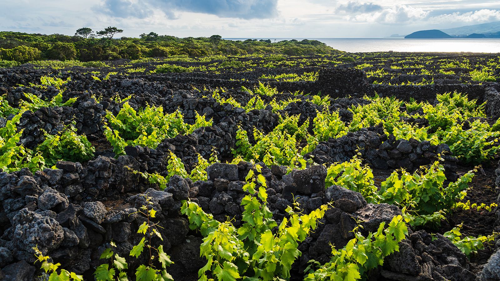 <strong>Pico Island: </strong>Vineyards growing in volcanic soil are protected by low lava stone walls. Pico's wine-growing landscape is on the UNESCO World Heritage List.