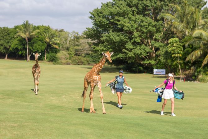 At <strong>Vipingo Ridge</strong> in Kenya, Africa's only PGA-accredited golf course, an array of wildlife freely <a href="index.php?page=&url=https%3A%2F%2Fwww.cnn.com%2Ftravel%2Farticle%2Fvipingo-ridge-kenya-golf-animals-pga-spt-spc-intl%2Findex.html" target="_blank">roams the greens</a> and fairways. Doubling up as a sanctuary for giraffes, zebras, and other species, the course has hosted the Magical Kenya Ladies Open, an event on the Ladies European Tour.