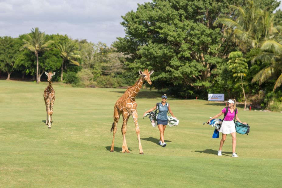At <strong>Vipingo Ridge</strong> in Kenya, Africa's only PGA-accredited golf course, an array of wildlife freely <a href="https://www.cnn.com/travel/article/vipingo-ridge-kenya-golf-animals-pga-spt-spc-intl/index.html" target="_blank">roams the greens</a> and fairways. Doubling up as a sanctuary for giraffes, zebras, and other species, the course has hosted the Magical Kenya Ladies Open, an event on the Ladies European Tour.