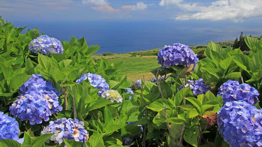 Vivid hydrangeas border roads along the route to Faial's western end.