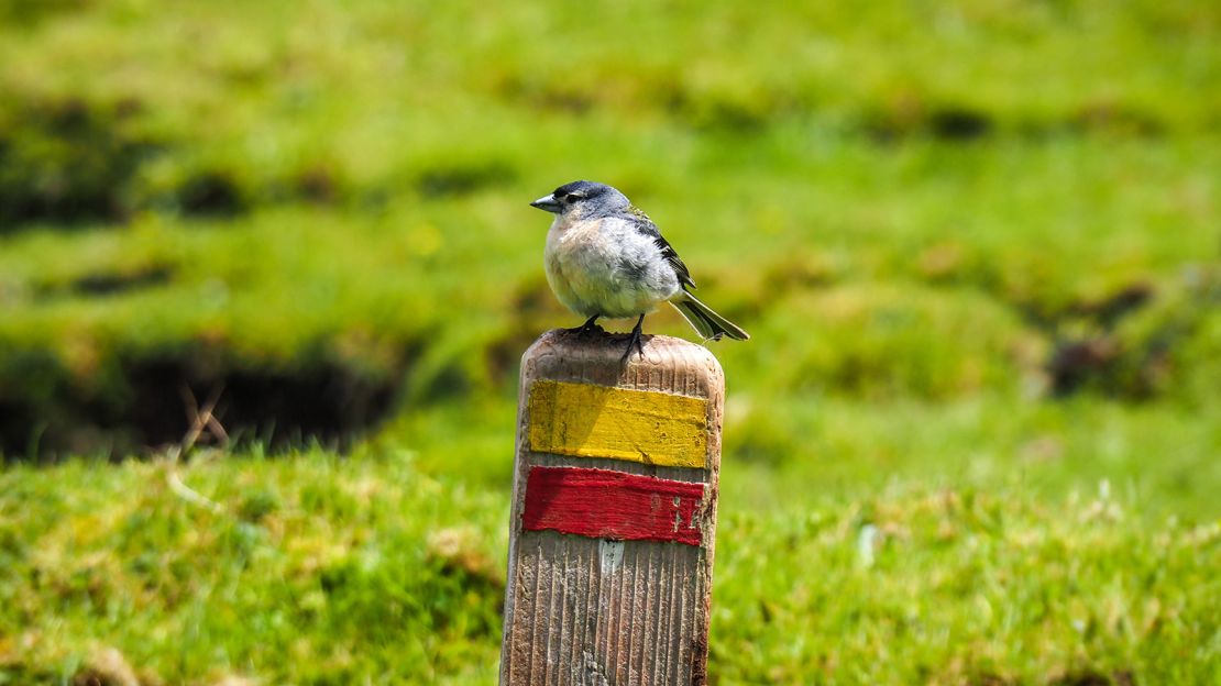 Bird-watching is a popular activity on tiny Corvo.