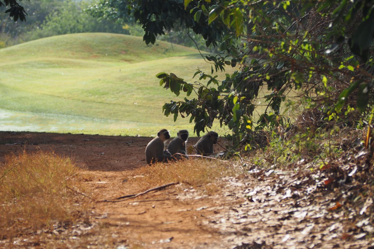 Monkeys relaxing in the shade.