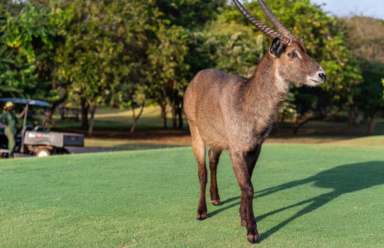 "It's such a nice thing to be able to go play golf and you've got wildlife around you. It's not false, it's not a zoo -- that's where they want to be," says Saleem Haji, director of golf at Vipingo Ridge.