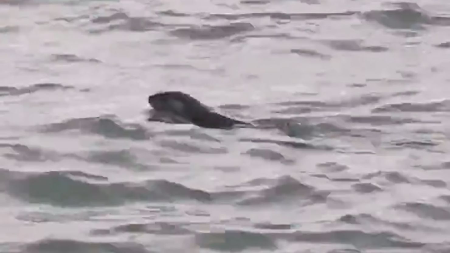 A river otter was spotted in the Detroit River for the first time in a century.