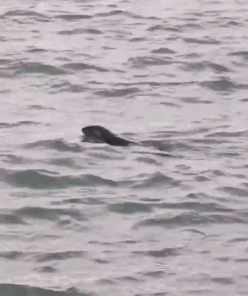 A river otter was spotted in the Detroit River for the first time in ...