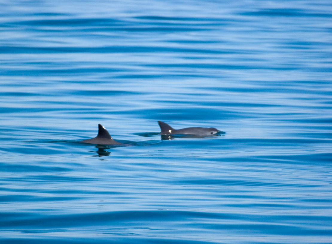 Vaquitas are small and fast, so they are rarely captured on camera.