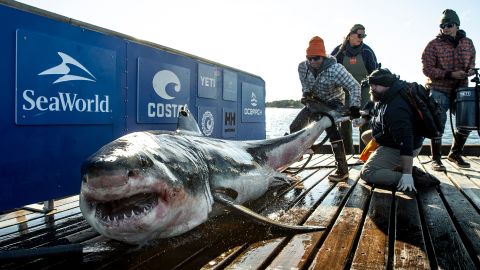 Ironbound is tagged in 2019 by OCEARCH before being returned to the water.