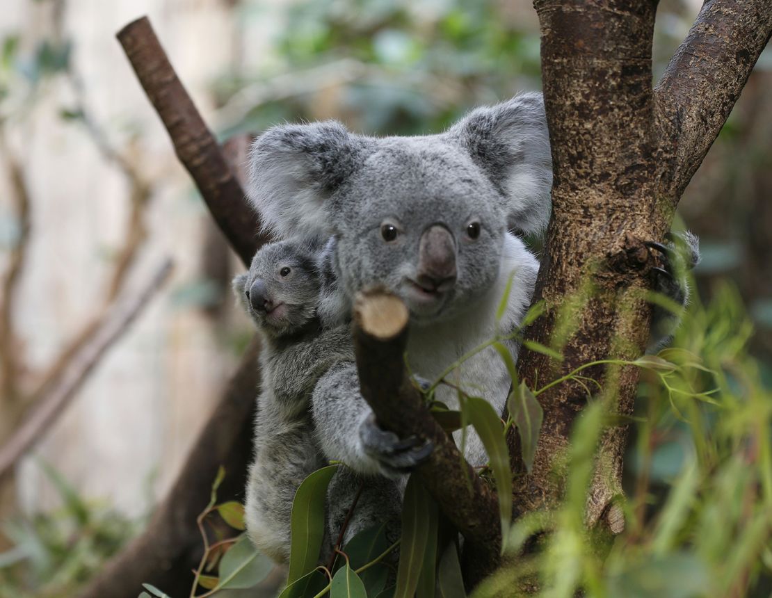 A male koala baby clings onto its mother's back at the zoo in Duisburg, Germany, on March 27, 2013. 