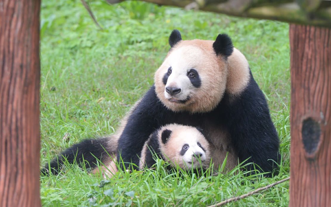 Female giant panda Yaya cares for her 5-month-old baby at Chongqing Zoo in Chongqing, China, on January 17, 2016.