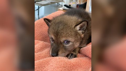 A Massachusetts family brought home a eastern coyote pup thinking that it was a stray dog.