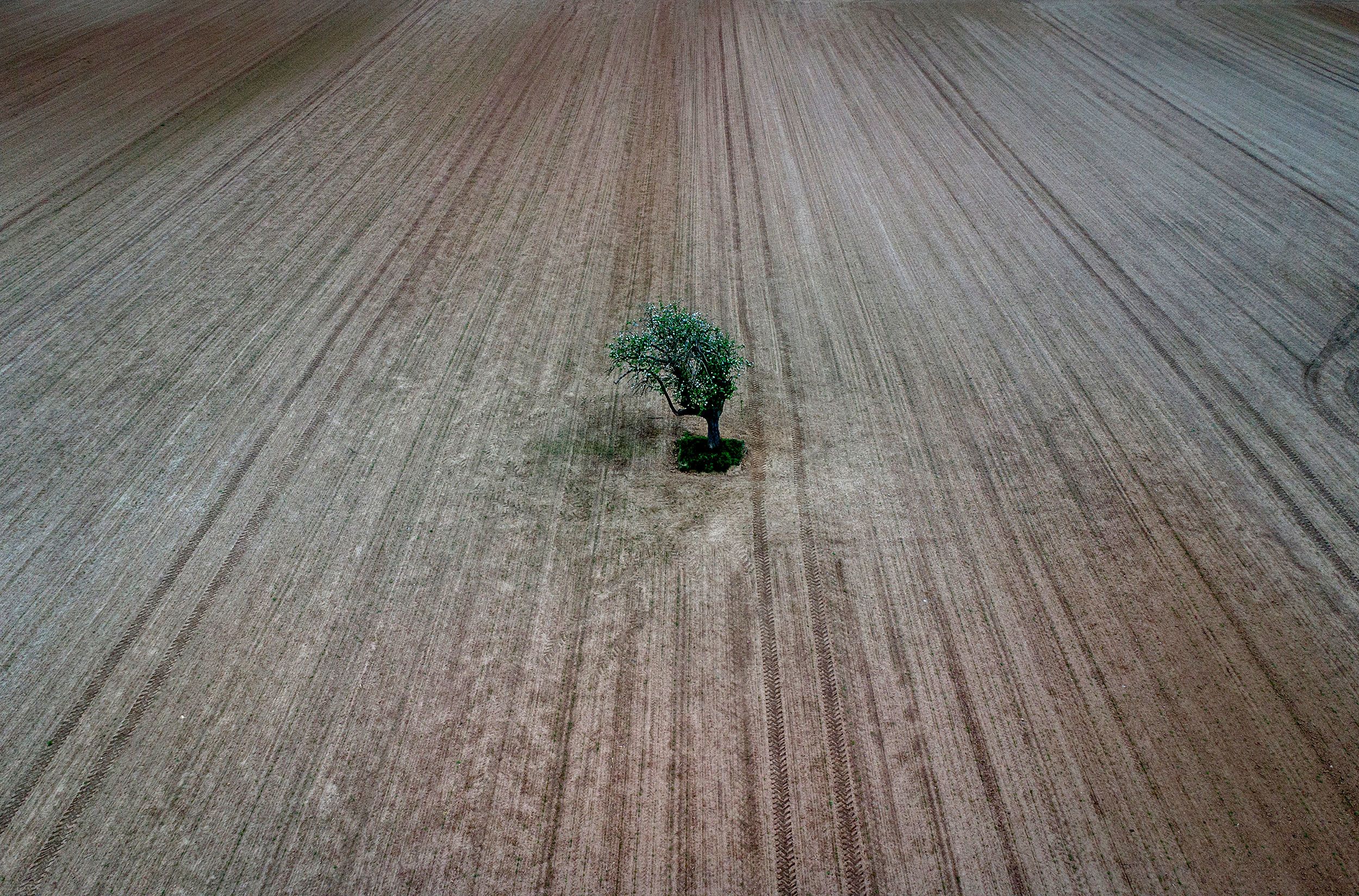 A lone tree stands on a tilled field on the outskirts of Frankfurt, Germany.