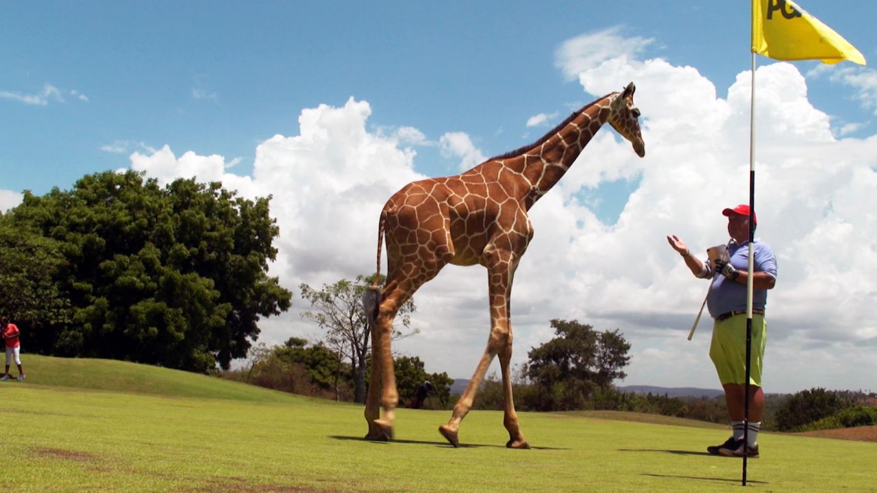 vipingo ridge video card 2