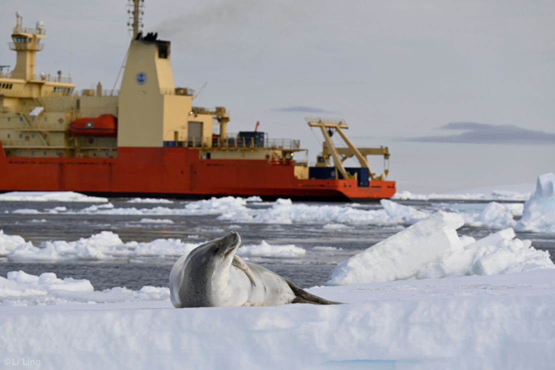 A seal resting on a piece of sea ice with the Nathaniel B. Palmer ship in the background.  Credit: Ms. Li Ling PhD student at KTH Royal Institute of Technology