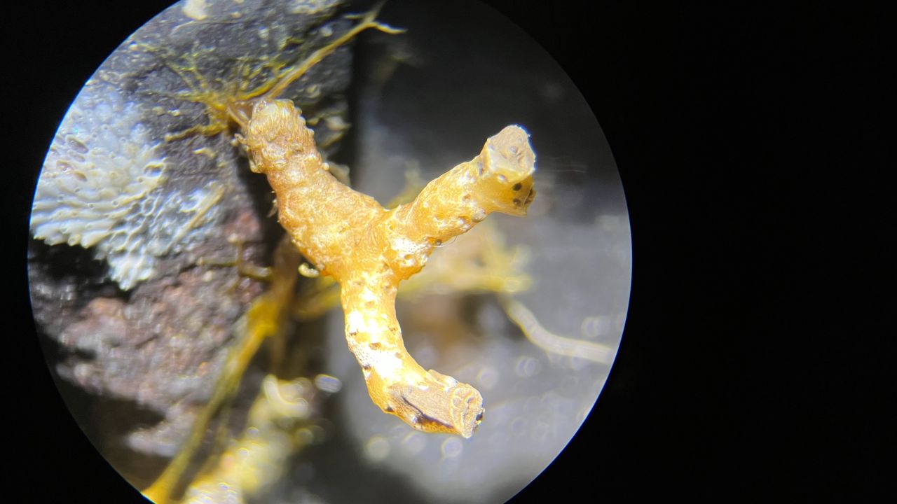 A branched sessile invertebrate, seen through a dissecting microscope, was found in a sediment core. The branched structure is approximately 1 cm in size. Credit: Dr. Lisa C. Herbert, Postdoctoral Fellow at Rutgers University