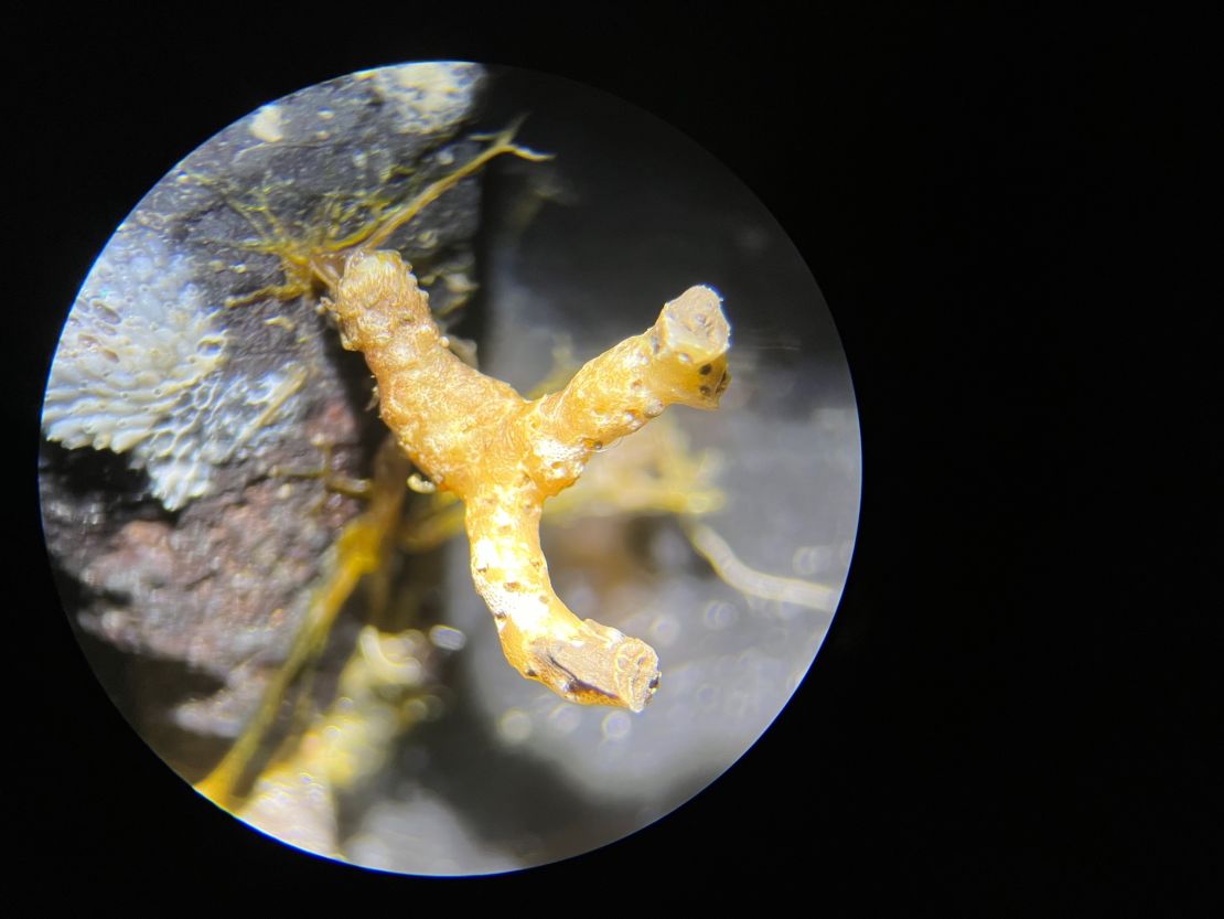 A branched sessile invertebrate, seen through a dissecting microscope, was found in a sediment core. The branched structure is approximately 1 cm in size. Credit: Dr. Lisa C. Herbert, Postdoctoral Fellow at Rutgers University
