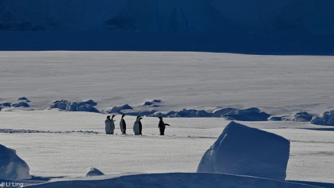 Colony of penguins near Bear Peninsula in Antarctica.   Credit: Ms. Li Ling PhD student at KTH Royal Institute of Technology