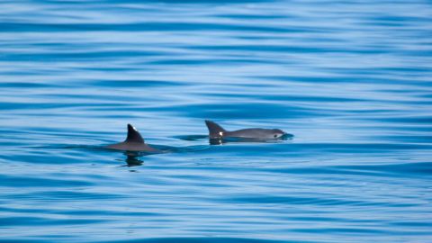 Vaquita porpoises are so small and fast that they are rarely captured on camera.