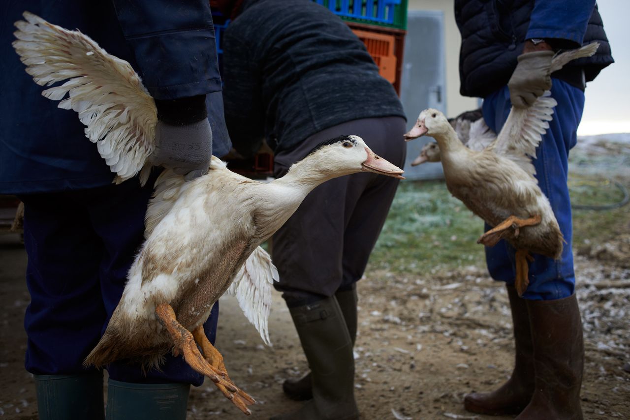 16 million birds have been culled in France to try to curb the bird flu epidemic.