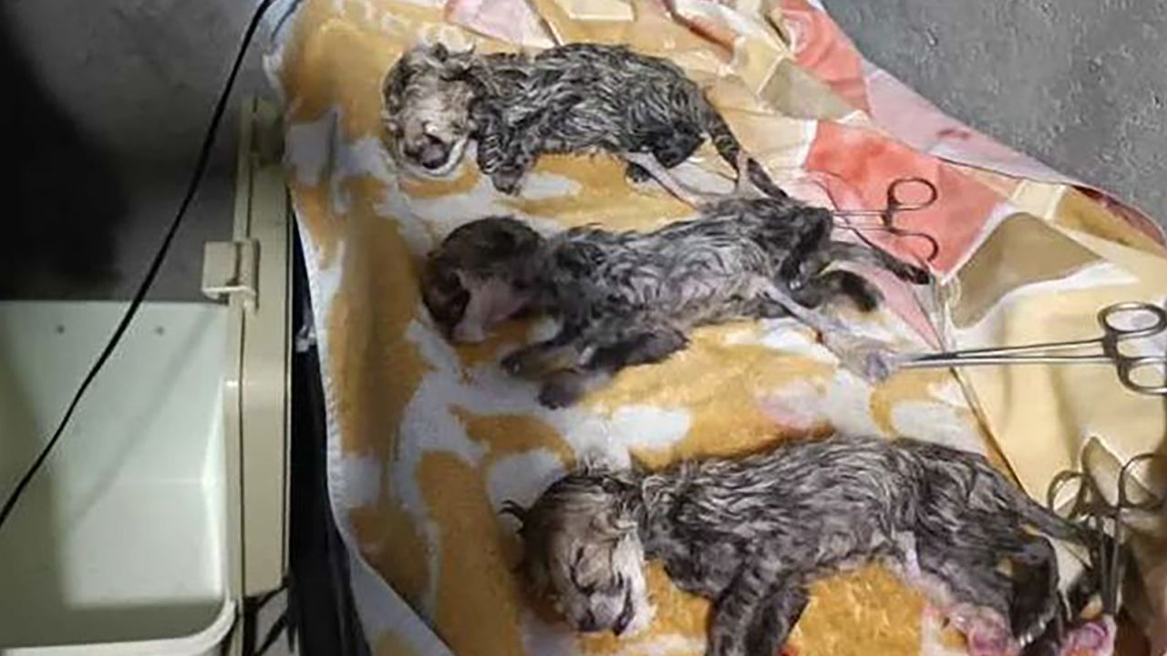 Three rare Asiatic cheetah cubs were born in Iran.