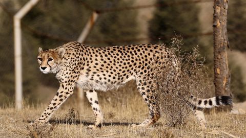 Los guepardos asiáticos, como esta hembra adulta llamada Dalbar que vive en el Parque Pardisan de Teherán, son de color más pálido y tienen un pelaje más grueso que los guepardos africanos. 