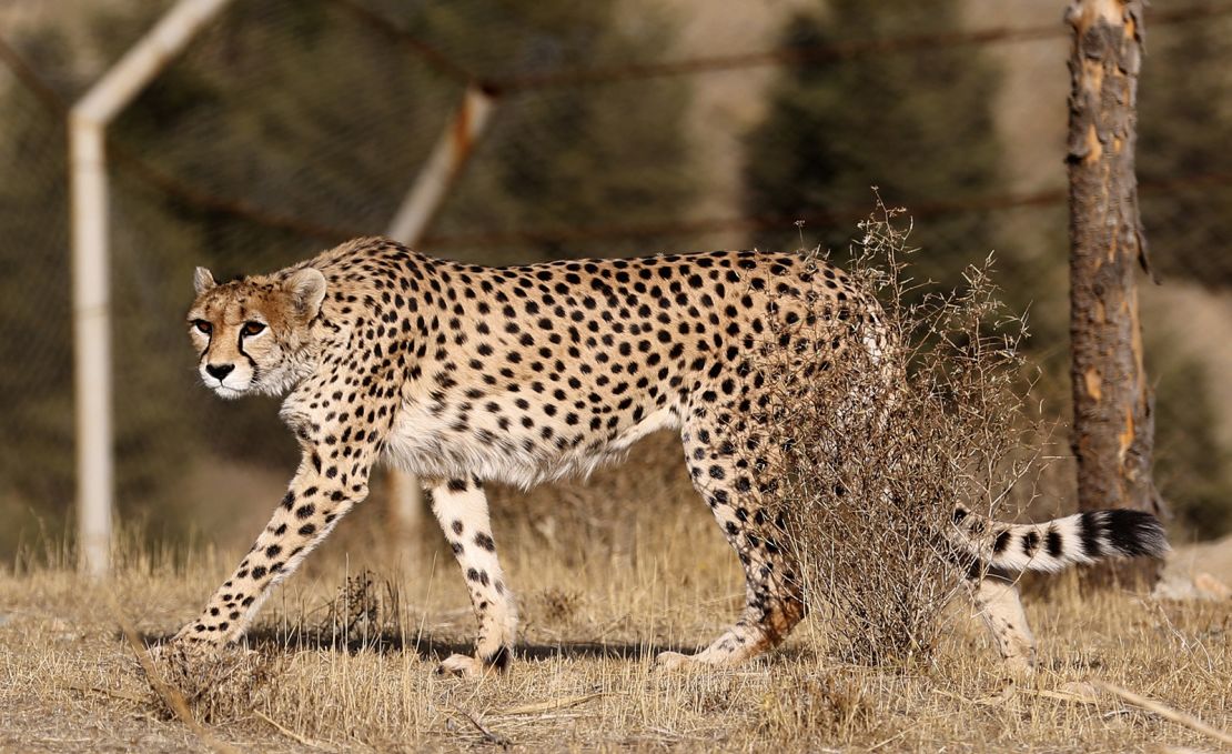 Asiatic cheetahs, like this female adult named Dalbar who lives in Tehran's Pardisan Park, are paler in color and have a thicker coat than African cheetahs. 