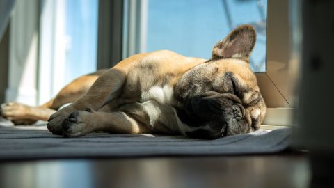 Pooches may exhibit some of the same states of sleep as their pet owners.