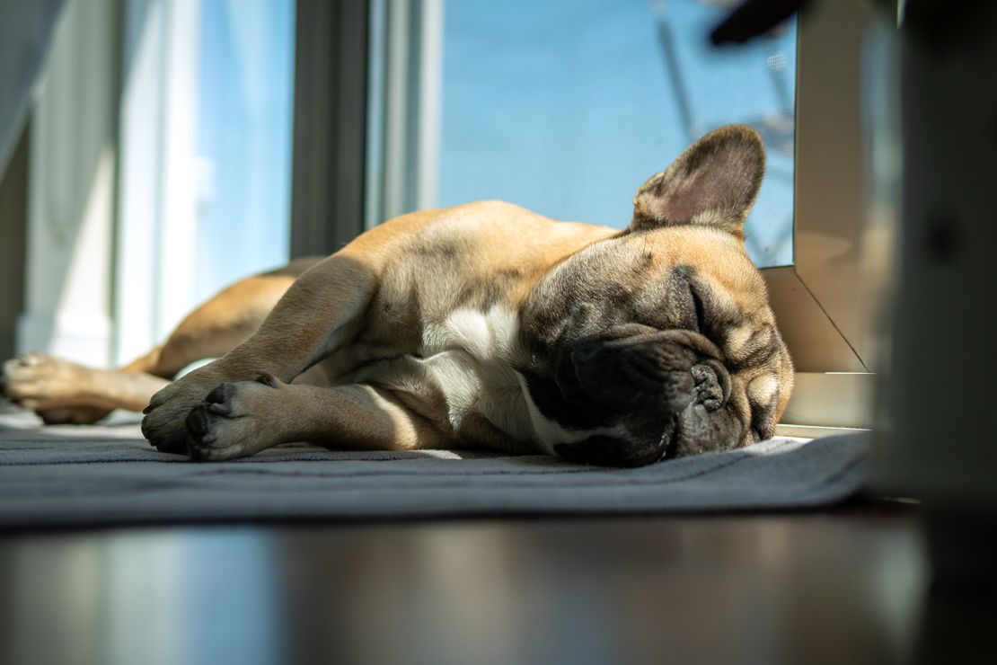 Sleeping Dogsxxx - Why do sleeping dogs look like they're running? | CNN