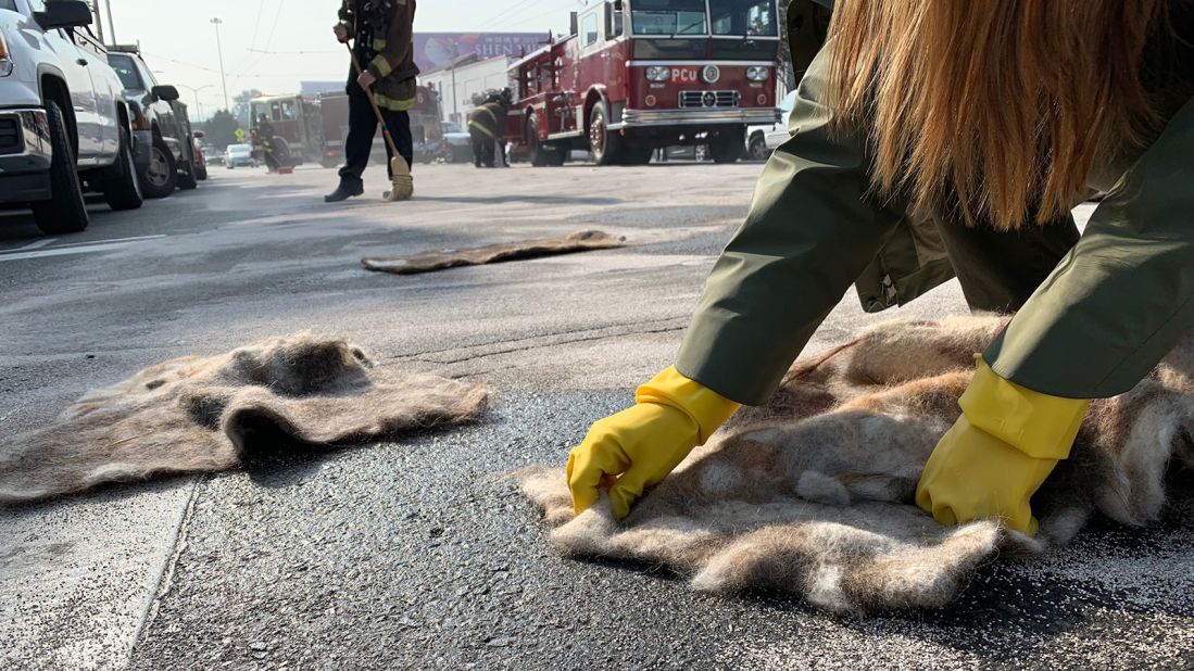 At its workshop in San Francisco, Matter of Trust produces mats made from donated human hair and animal fur, to soak up oil spills. They have been used to clean up minor spills, like this one caused by a road accident, and are also helpful for major spills.