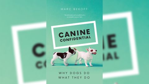 Bekoff's "Canine Confidential" explores why dogs do what they do.