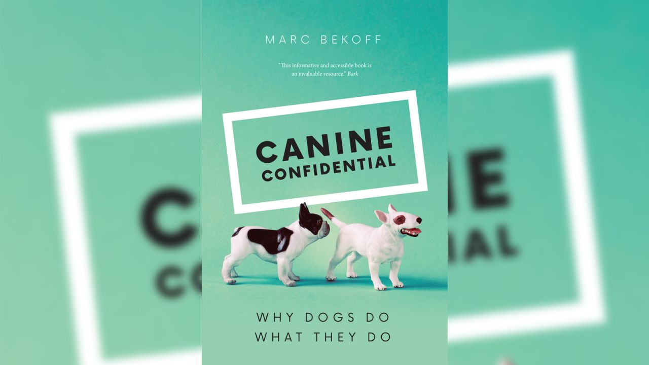 Bekoff's "Canine Confidential" explores why dogs do what they do.