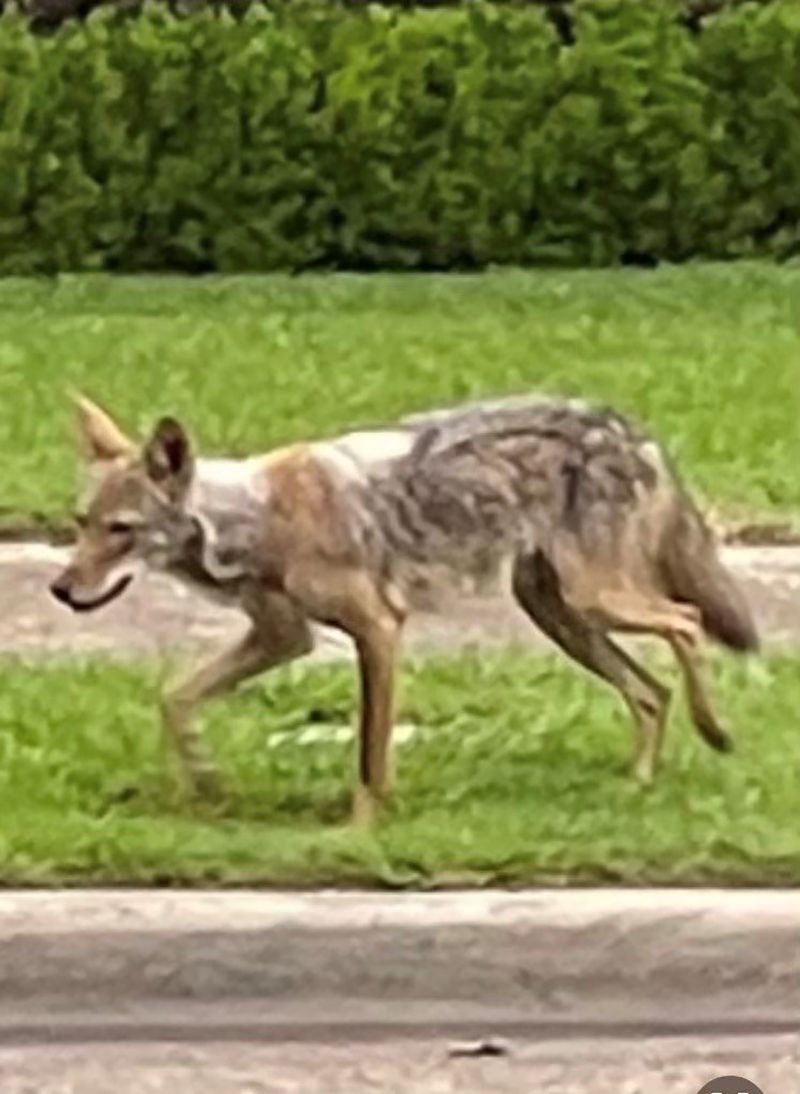 3 Coyotes Killed In Dallas After Attack On 2-year-old Boy | CNN