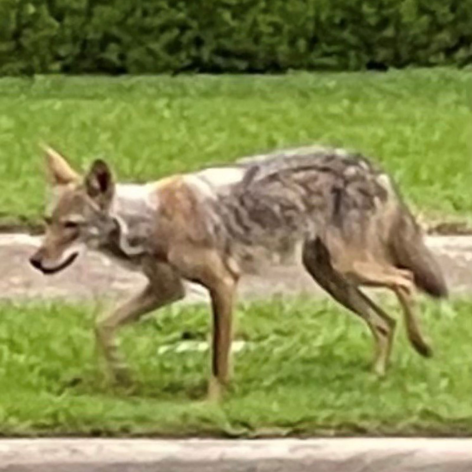 what happens if a dog gets bit by a coyote