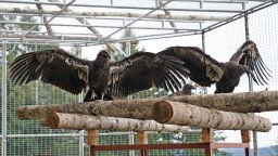 This undated photo provided by Yurok Tribal Government shows two California condors waiting for release in a designated staging enclosure, which is attached to the flight pen. Two captive-born birds were released Tuesday, May 3, 2022, in Redwood National Park, an hour's drive south of the Oregon state line. 