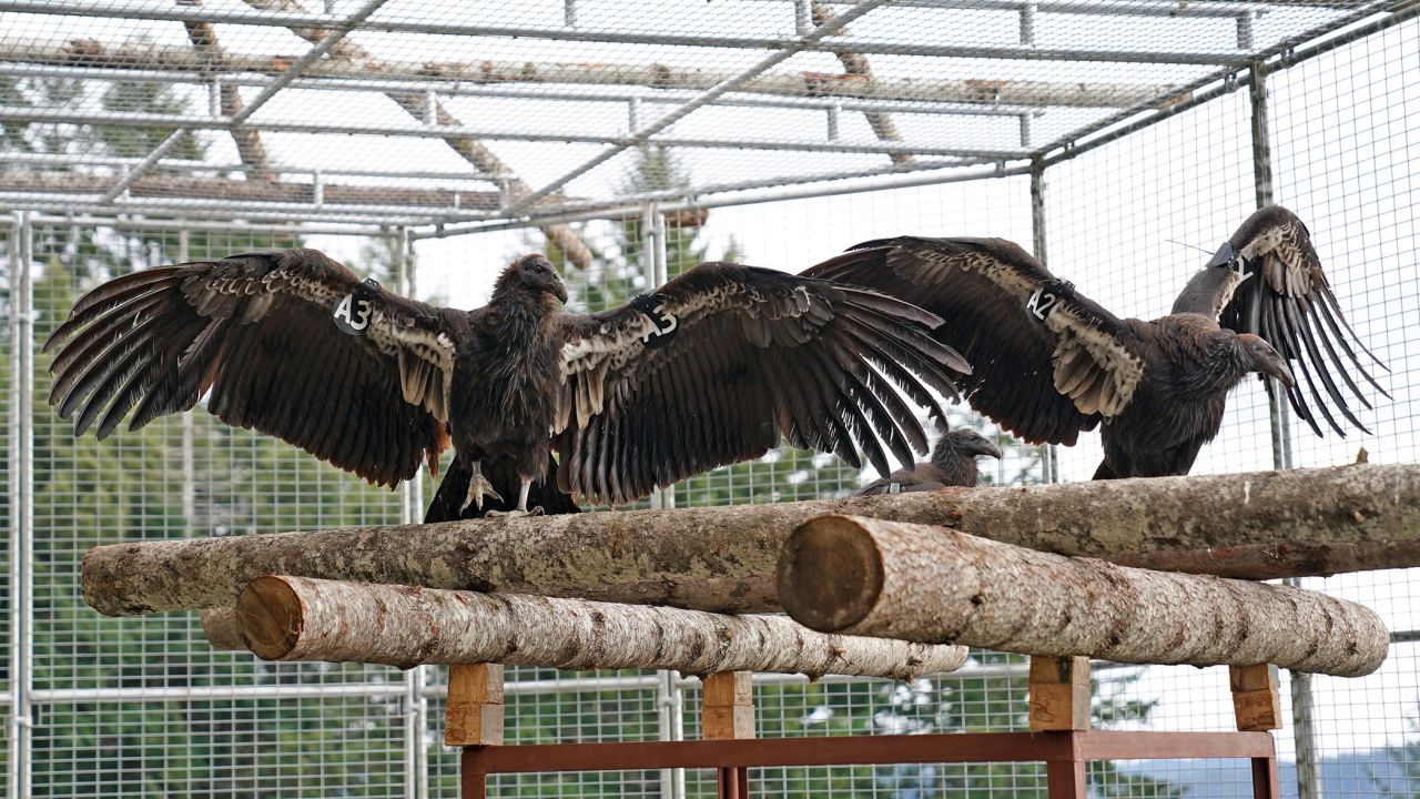 This undated photo provided by Yurok Tribal Government shows two California condors waiting for release in a designated staging enclosure, which is attached to the flight pen.