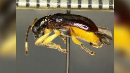 The Cochabamba sp. beetle was discovered by U.S. Customs and Border Protection agriculture specialists at the Pharr International Bridge.