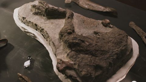 Scavo fossile del piede di Thescelosaurus.
