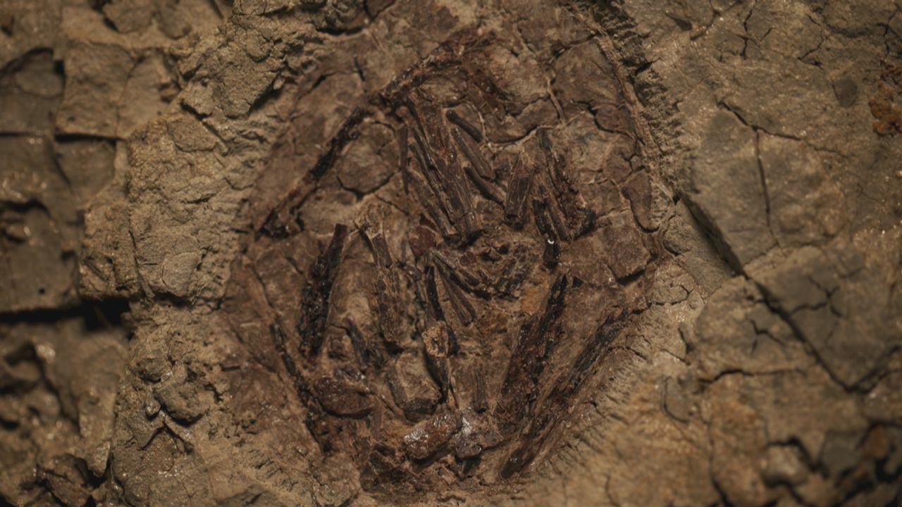 The pterosaur egg discovered at Tanis is the only one found in North America. 
