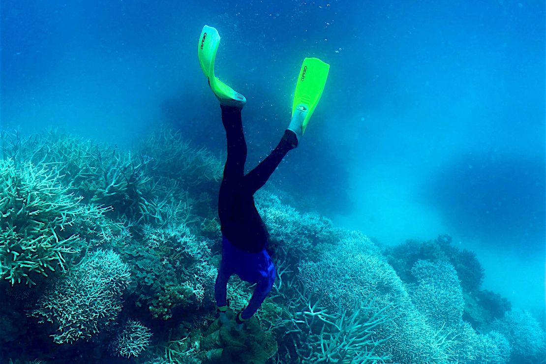 This picture taken on March 7 shows a diver swimming amongst the coral on the Great Barrier Reef, off the coast of the Australian state of Queensland. 